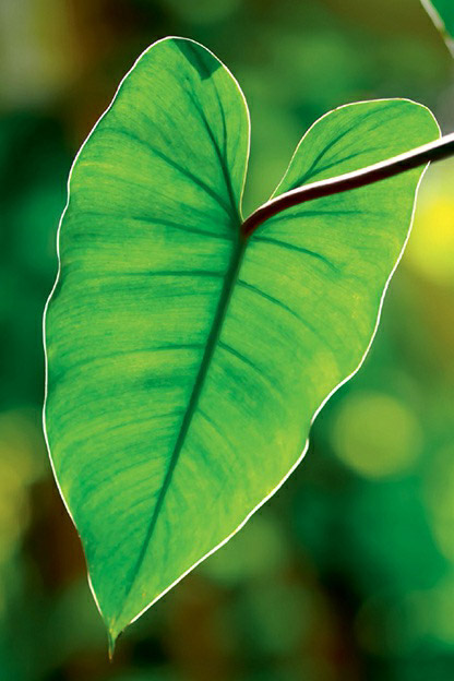 A close-up view of a leaf, the main location where photosynthesis occurs in plants