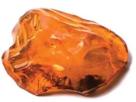 Amber: Nature's Ancient Resin