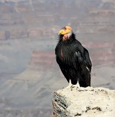 A 2013 photograph of a California condor perched on a rock at the Grand Canyon in Arizona, one of the native habitats for this critically endangered bird. The California condor boasts one of the widest wingspans of any living bird species, measuring approximately 10 feet (3 meters).