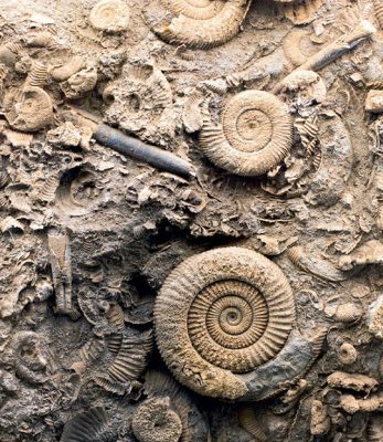 This image displays fossilized remains, encased in lithified seafloor sediments, of exoskeletons and other hard-shelled body parts from organisms that emerged around 550 million years ago. These fossils are indicative of the "Cambrian explosion," a period that saw a significant increase in life's diversity on Earth.