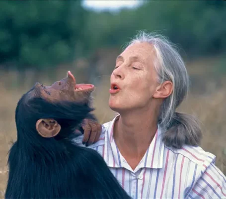British anthropologist Jane Goodall pictured with a chimpanzee companion.