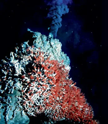 Black smokers and tube worm communities at "Strawberry Fields" in the Endeavour Hydrothermal Vent Field in the northeastern Pacific Ocean, situated approximately 7,380 feet (2,250 meters) below sea level.