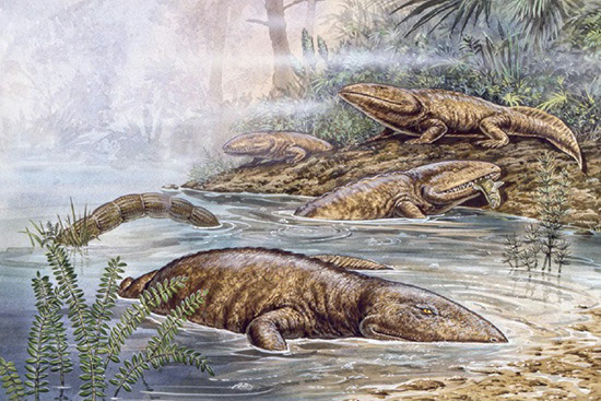 An artist's rendition of Ichthyostega, a 5-foot-long transitional vertebrate blending fish features like a tail and gills with amphibian traits such as a skull and limbs