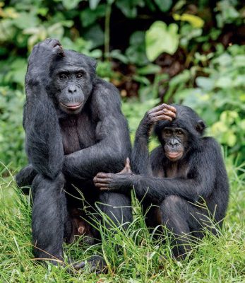 Bonobos, a species of hominids closely related to chimpanzees, in their natural habitat in the Democratic Republic of Congo, Africa