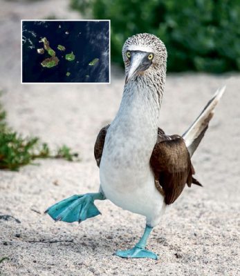 Main image: A blue-footed booby, a native bird of the Galápagos Islands. Inset: A true-color image of the Galápagos Islands from space, taken in 2002 by NASA's Terra satellite