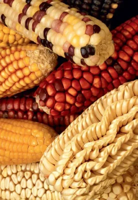 Examples of uniquely colored and shaped maize from Latin America used in genetic crossbreeding with domestic US corn crops to enhance their genetic diversity.