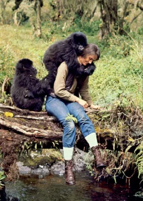 Zoologist and conservationist Dian Fossey, with mountain gorillas in Rwanda, central Africa.