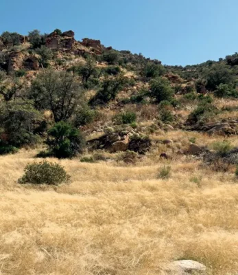 A 2016 photo of a grassland and chaparral environment in the Santa Catalina Mountains near Tucson, Arizona.