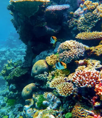 A 2014 photo of shallow-water tropical corals and fish at Flynn Reef in the Great Barrier Reef Marine Park, off the coast of Queensland, Australia.