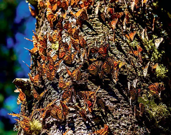 Gorgeous clusters of Monarch butterflies occupying limited spaces as they "overwinter" among trees in the Monarch Butterfly Biosphere Reserve in Angangueo, Mexico.