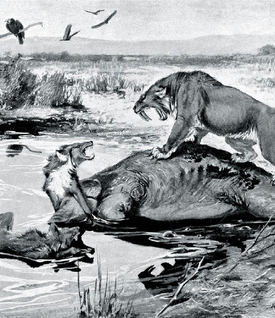 In this 1913 textbook illustration, a saber-toothed cat and two dire wolves are depicted battling over the carcass of a Columbian mammoth in the La Brea Tar Pits