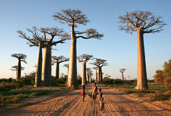 Local residents strolling along the "Avenue of the Baobab Trees" near Morondava, Madagascar.
