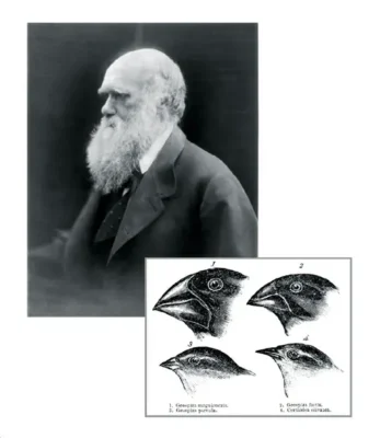Top: A photograph of Charles Darwin from around 1870. Bottom: An 1845 drawing by the ornithologist John Gould illustrating the variety of finch beaks encountered by Darwin during his travels through the Galápagos Islands in 1835.