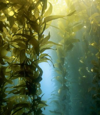 This image shows a shallow-water kelp forest off the coast of Southern California, where plants utilize oxygenic photosynthesis to transform sunlight into internal energy, like glucose.