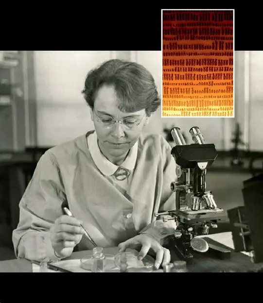 Main image: Plant geneticist Barbara McClintock in her laboratory in 1947, known for her discoveries on gene regulation. Inset: A 2008 photo of various plant chromosome pairs from a science museum in South Kensington, London.