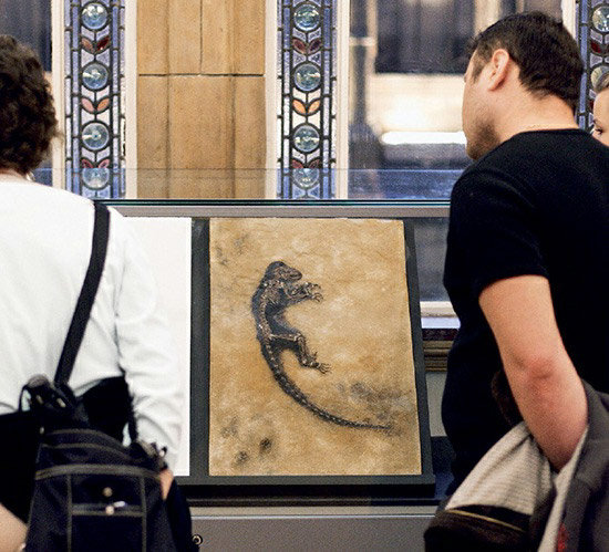 Visitors at the Natural History Museum in London observe the 47-million-year-old skeleton of Darwinius masillae, commonly known as 'Ida,' a fossil primate about the size of a small cat with a long tail.
