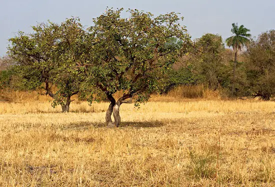 A 2008 photo showcasing typical savanna terrain in Kiang West National Park, The Gambia, West Africa.