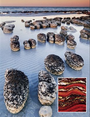 This image shows contemporary stromatolite domes in the shallow waters of Shark Bay, Western Australia. The inset provides a cross-sectional view of a 2.4-inch-tall (6 cm) fossilized stromatolite from the Old Range of Western Australia.