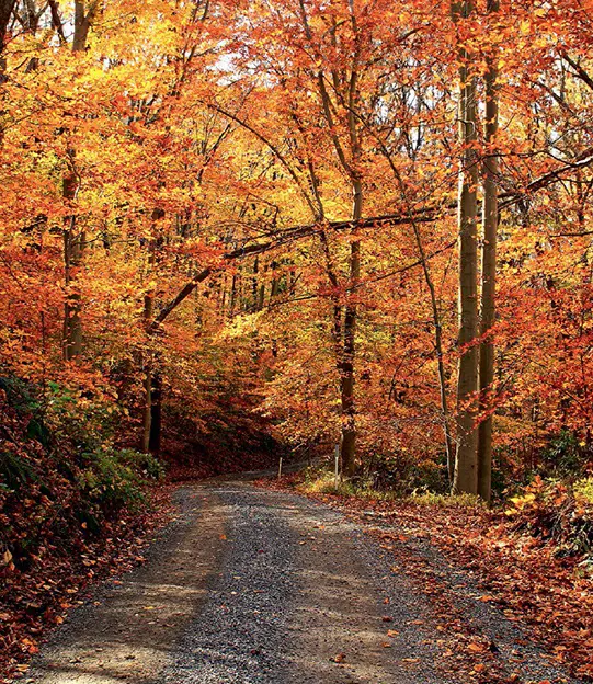 A 2013 photo showcasing deciduous beech trees in William Penn State Forest, Pennsylvania, adorned with vibrant fall foliage.