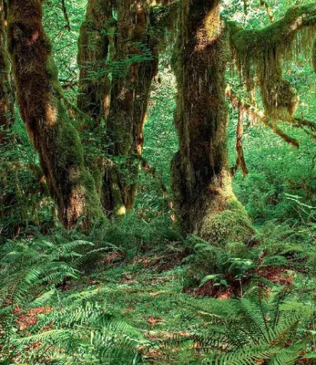 A 2007 photograph of thriving temperate vegetation along the Hall of Mosses Trail in the Hoh Rainforest, located in Olympic National Park, Washington state, USA.