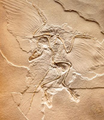 An imprint of an Archaeopteryx fossil from around 160 million years ago, showcasing a feathered, bird-like dinosaur, a precursor to modern birds, about the size of a common raven