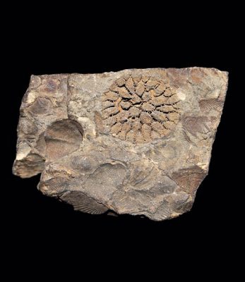 A fossil of tabulate coral from just before the end of the Permian period, when it, along with 96 percent of marine species, went extinct.