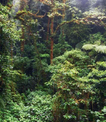 A 2013 photograph captured in the dense jungle vegetation deep within the Monteverde Tropical Rainforest Preserve in Costa Rica.