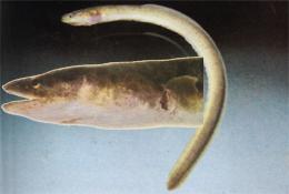 Anguilla marmorata