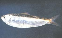 Clupanodon thrissa