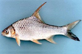 Cosmocheilus harmandi