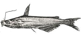 Cranoglanis sinensis