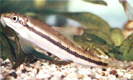 Gyrinocheilus aymonieri