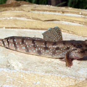 Boleophthalmus boddarti.