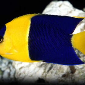 Centropyge bicolor