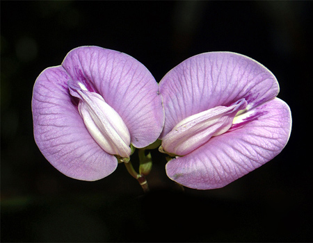 Centrosema pubescens