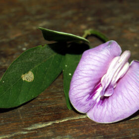 Centrosema pubescens
