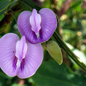 Centrosema pubescens