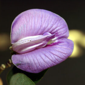 Centrosema pubescens