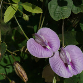 Centrosema pubescens