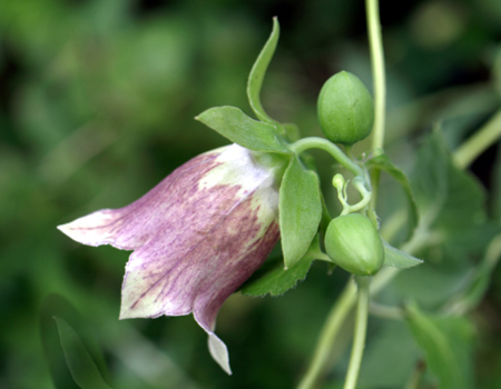 Codonopsis javanica