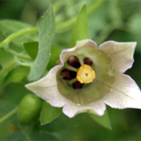 Codonopsis javanica