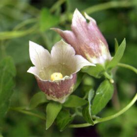 Codonopsis javanica