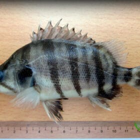 Coius quadrifasciatus