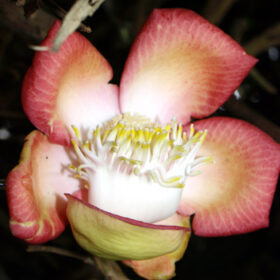 Couroupita guianensis
