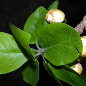 Couroupita guianensis