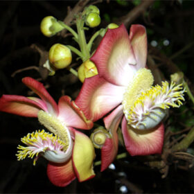 Couroupita guianensis