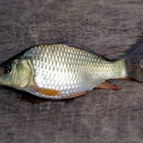 Cyprinus carpio