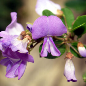 Desmodium unifoliantum