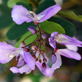 Desmodium unifoliantum
