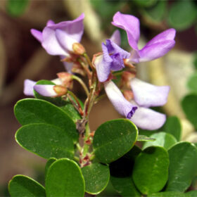 Desmodium unifoliantum